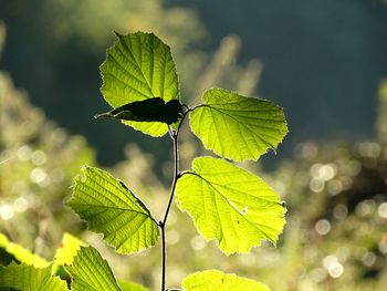 Close-up of green leaves