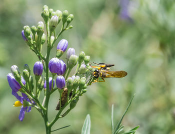 Close-up of bee pollinating on flower