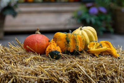 Close-up of pumpkins on plant