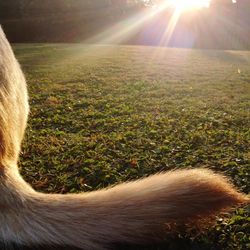 Sun shining through grassy field