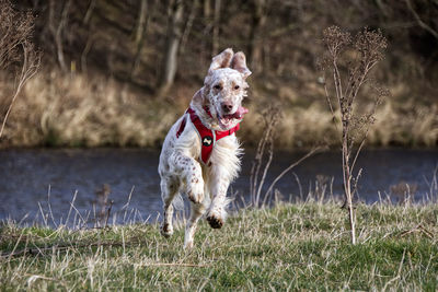 Dog running on field