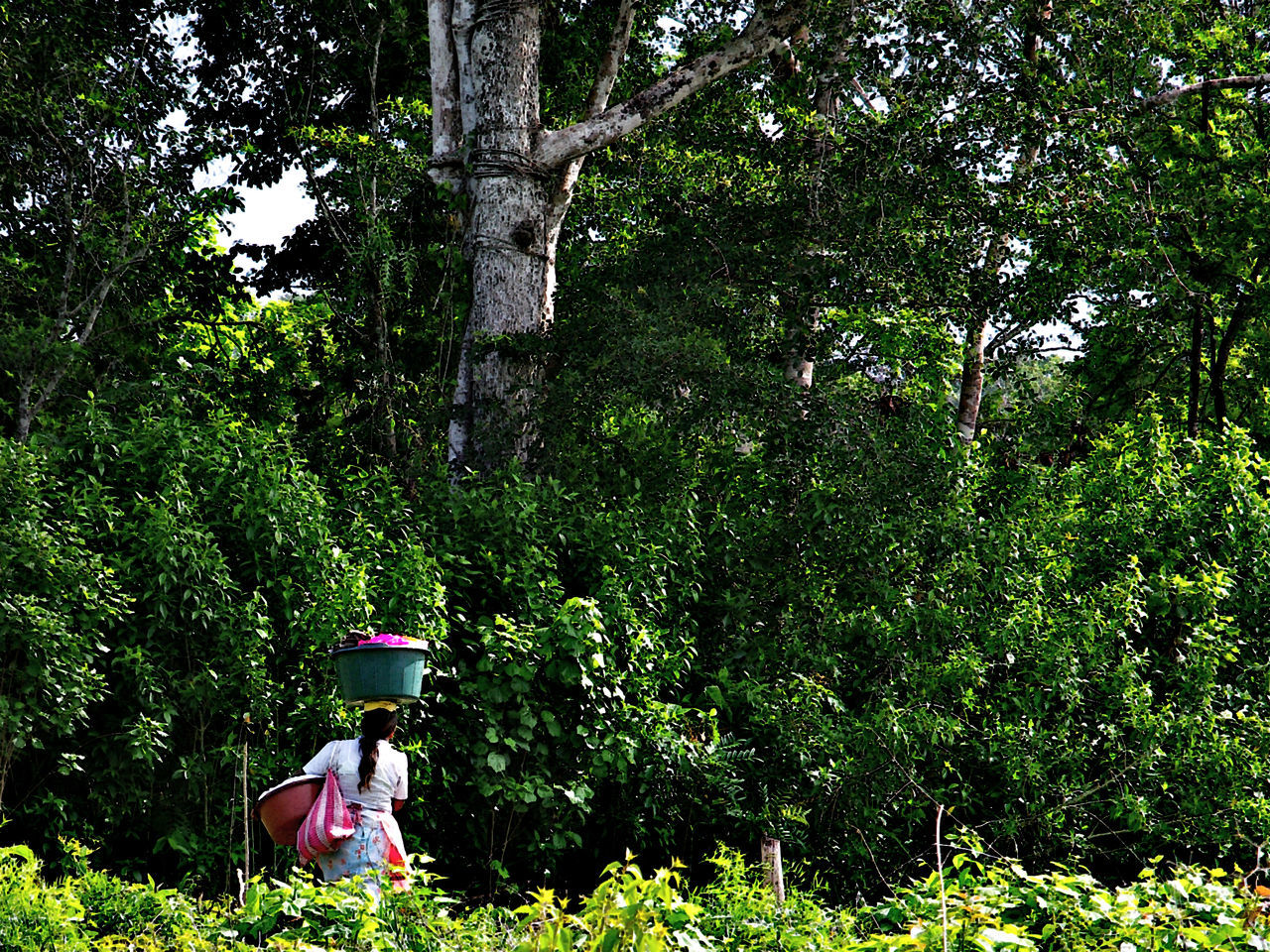 PEOPLE IN A TREE