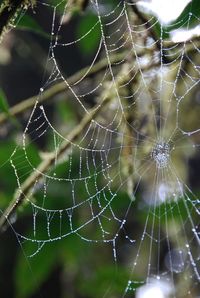 Close-up of spider on web