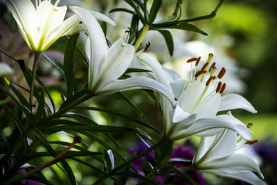 Close-up of white flowering plant