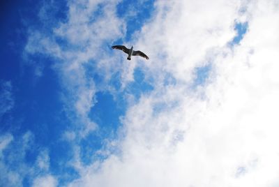 Low angle view of bird flying in sky