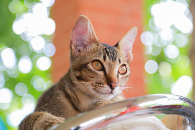 Close-up portrait of a cat