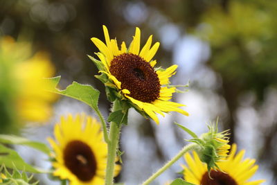 Close-up of yellow flowering plant