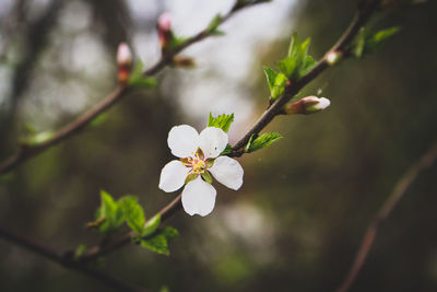 Close-up of apple blossoms in spring