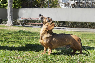 Side view of a dog on field