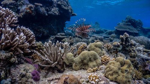 Red lionfish at apo reef coral garden