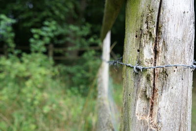 Close-up of lizard on tree trunk