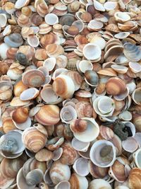 Full frame shot of shells