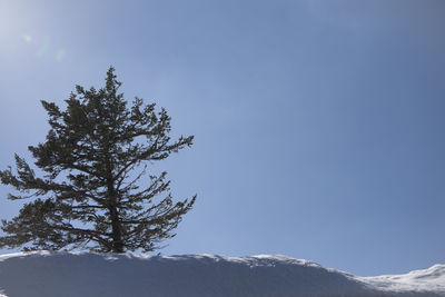 Tree against clear sky during winter