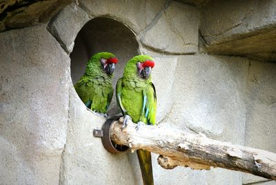Low angle view of parrot perching on tree