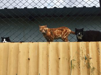 View of cat behind fence