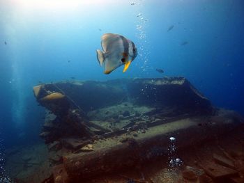 Fish swimming in sea over a shipwreck in the red sea, egypt