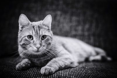 Close-up portrait of a cat resting