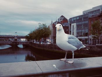 Seagull perching on the bridge 