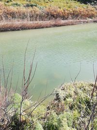 High angle view of plants growing in lake