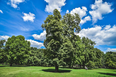 Trees on landscape against blue sky