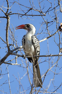 Low angle view of bird perching on tree against sky