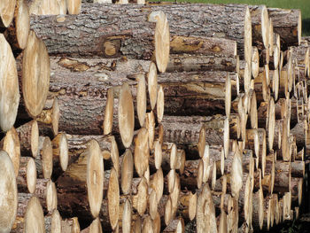 Full frame shot of logs in forest