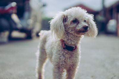 Dog looking away while standing on street