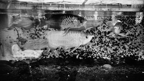 Fish swimming in aquarium