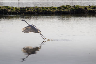 Bird flying over lake