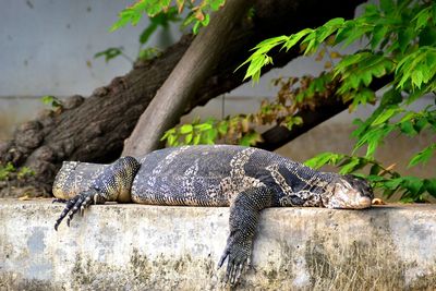 Close-up of reptile lying on retaining wall