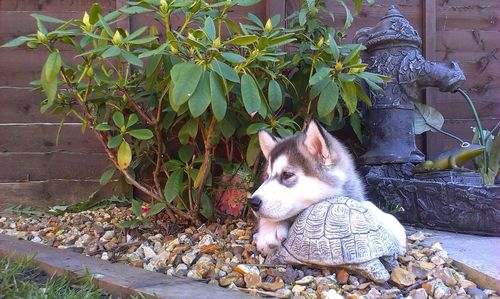 Cat sitting on plant
