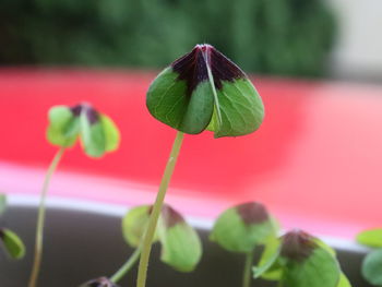 Close-up of lotus plant