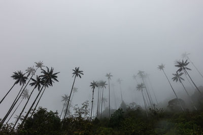 Low angle view of palm trees against sky