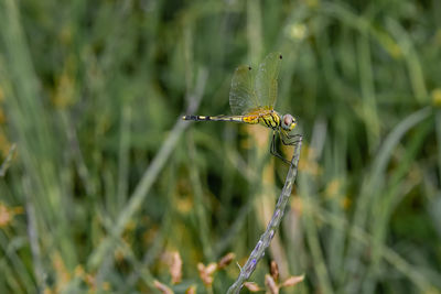 Close-up of dragonfly on plant