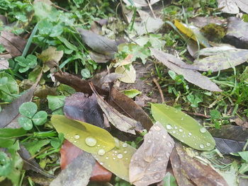 High angle view of snake on plant