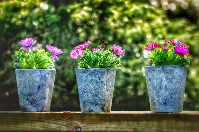 Close-up of flowers against blurred background