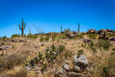 Plants growing in desert against clear blue sky