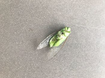 High angle view of insect on leaf