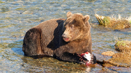 Grizzly eating salmon caviar