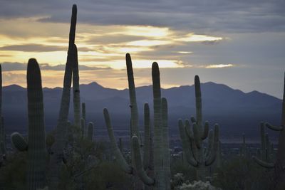 Cactus growing on field against sky during sunset