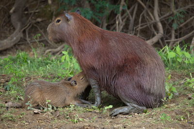 Closeup portrait of mother and baby capybara hydrochoerus hydrochaeris feeding on riverbank bolivia.