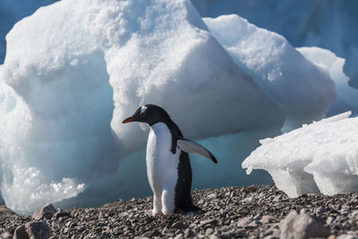 Penguin on snow