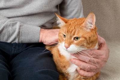 An adult large red cat sits on the couch next to its owner, an adult man.