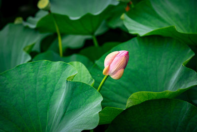 Close-up of pink lotus water lily