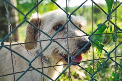 Portrait of a dog with a curious look. close-up behind a net. an animal in a kennel