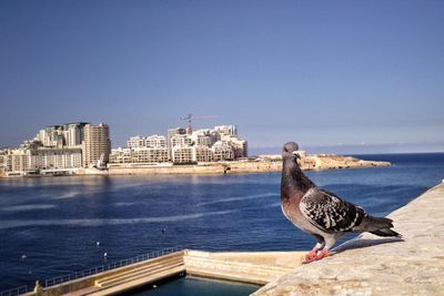 Seagull perching on retaining wall by sea against clear sky