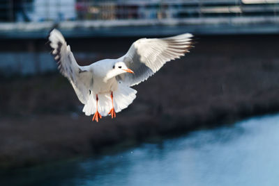 Close-up of bird flying over river 