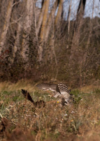 Close-up of plant in forest