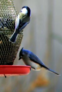 Bird perching on railing