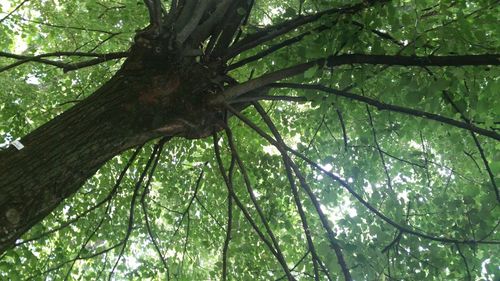 Low angle view of tree in forest